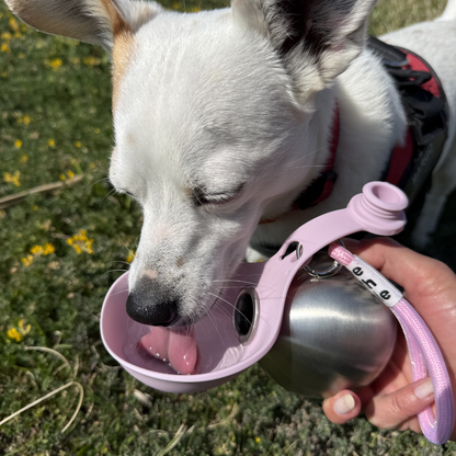 BuddyPup™ Trinkflasche für Hunde mit integriertem Napf